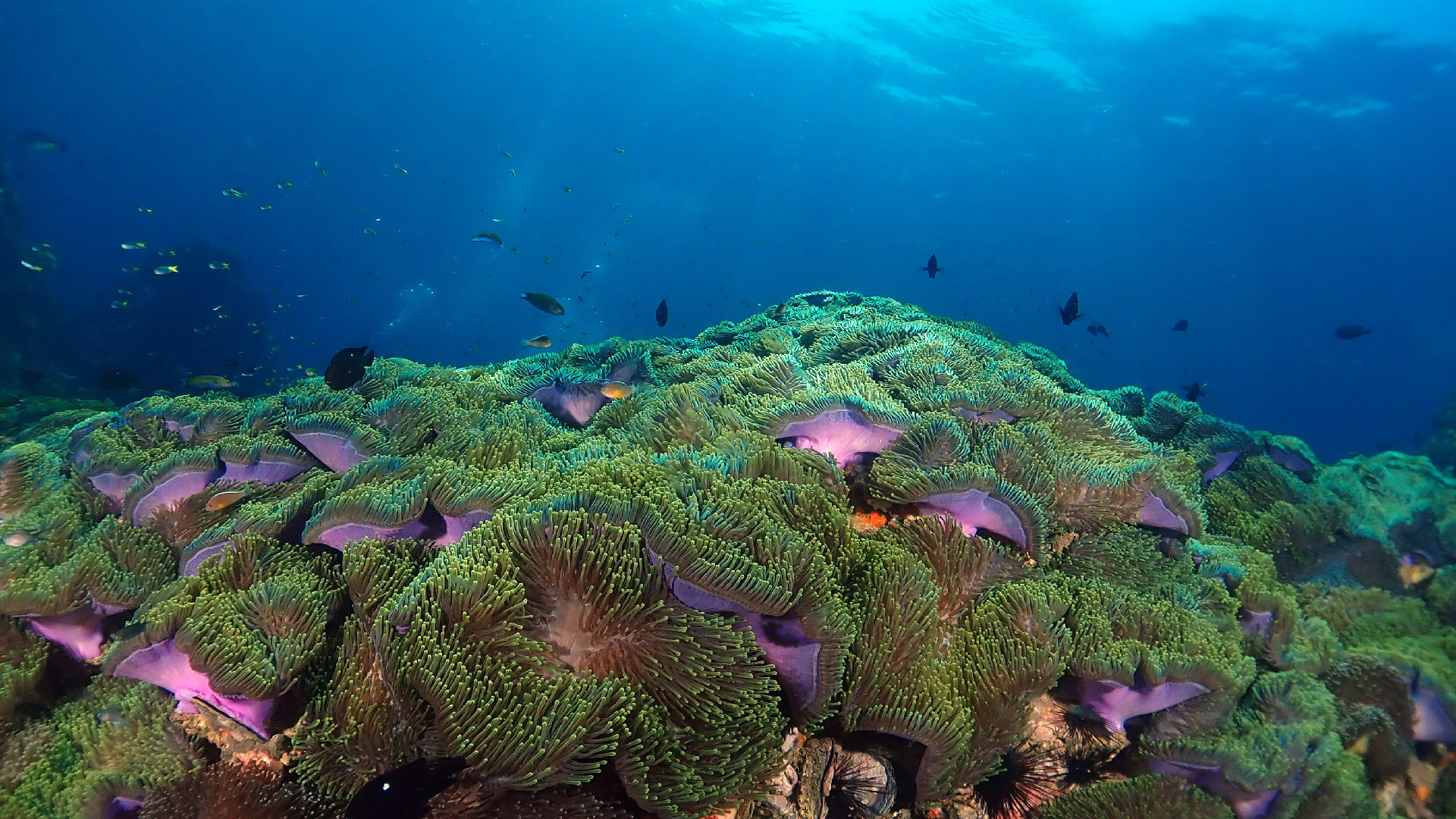 Anemone Reef · Local Dive Thailand