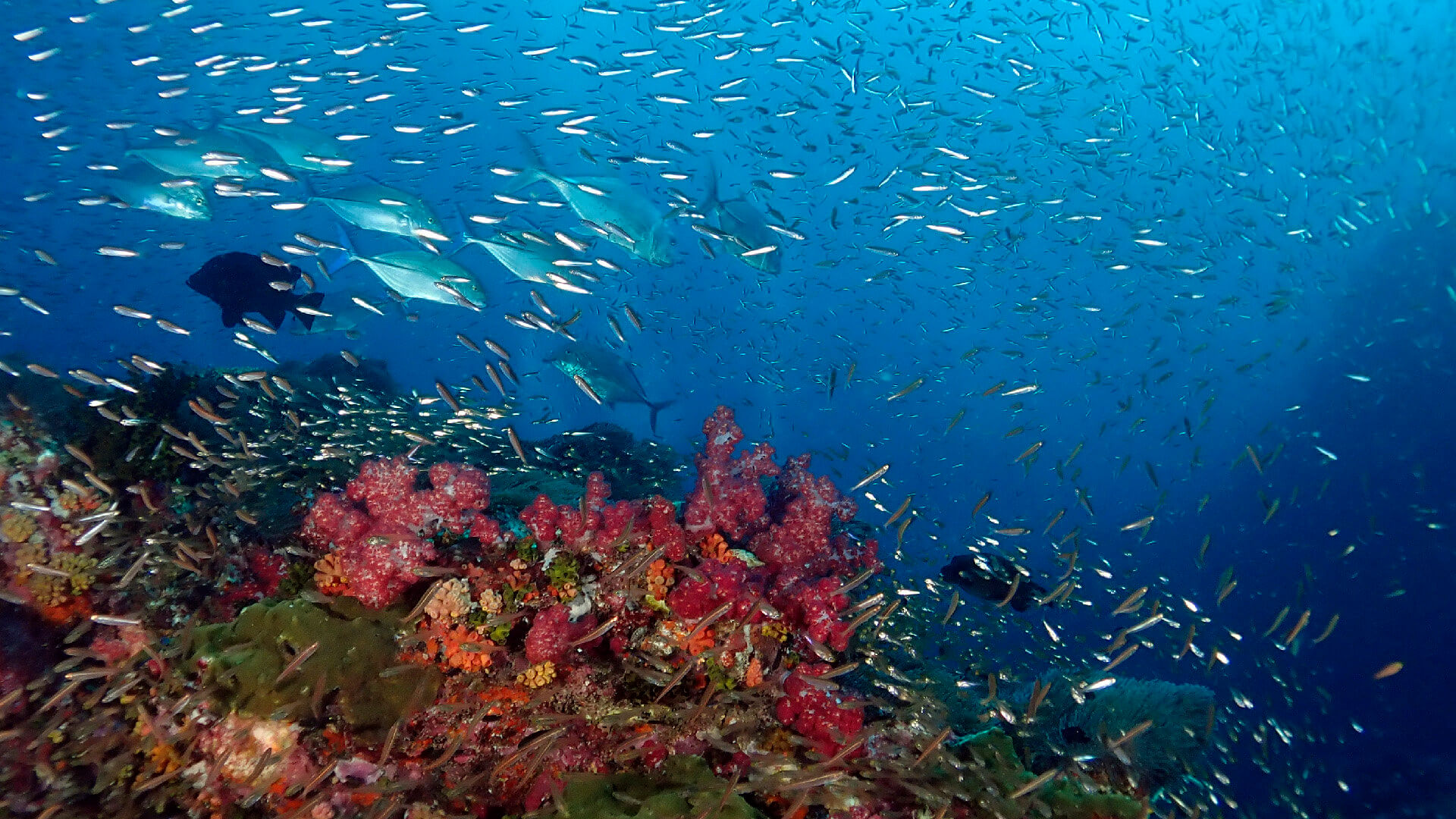 similan islands diving trip