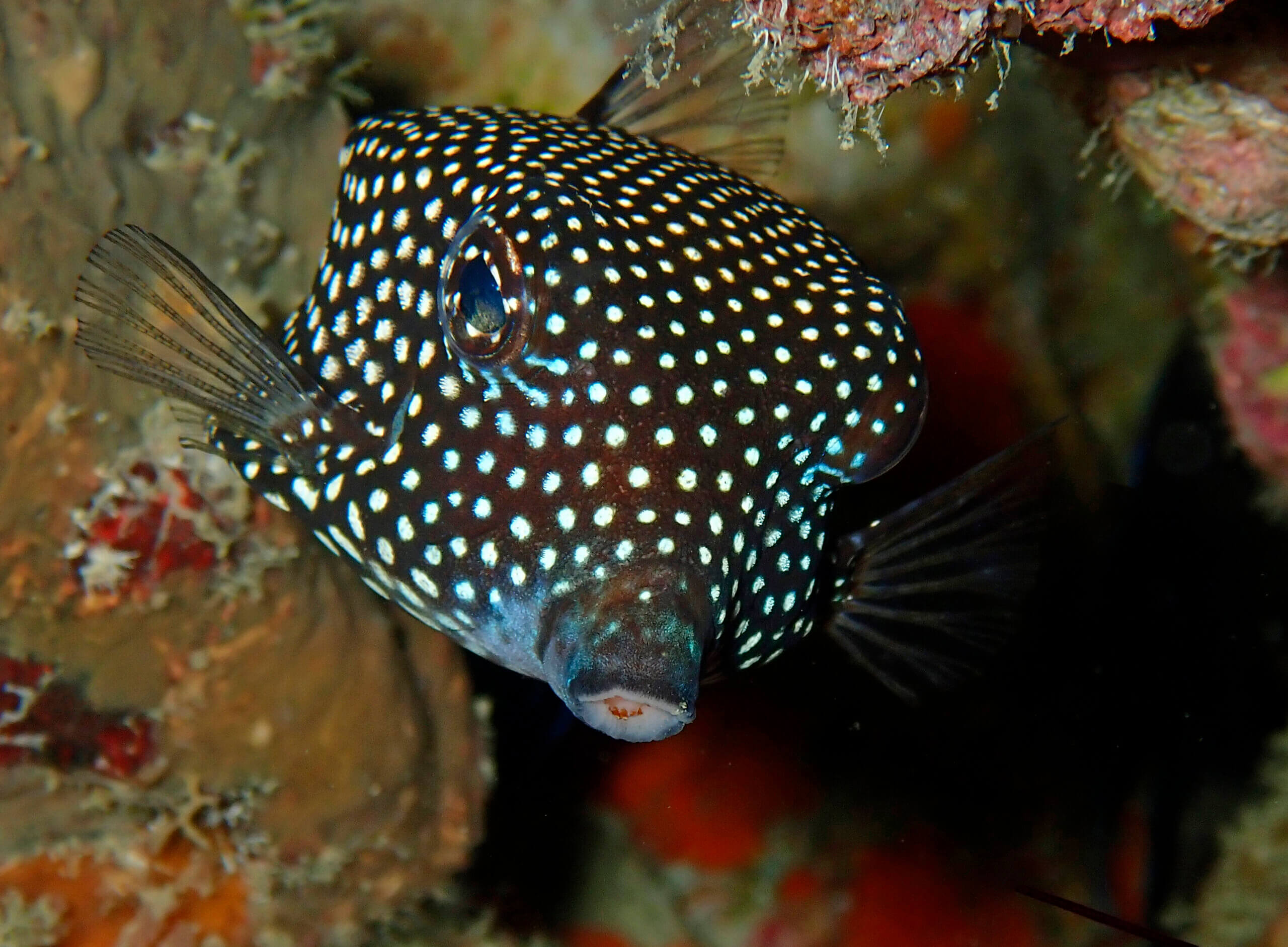 Amazing Critters In Phuket · Local Dive Thailand
